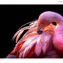 Ralph Lear - Pink Flamingo